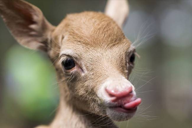 Alageyiğe Süt Anne Oldu