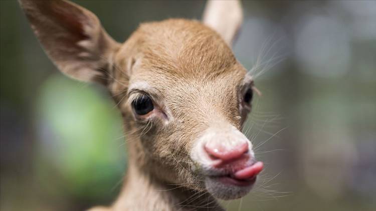 Alageyiğe Süt Anne Oldu